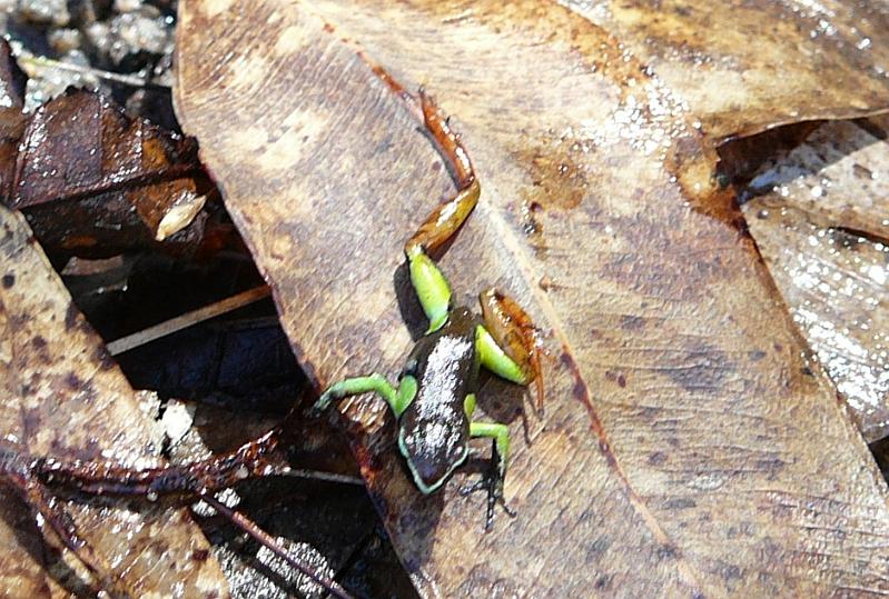 804 Mantella frog